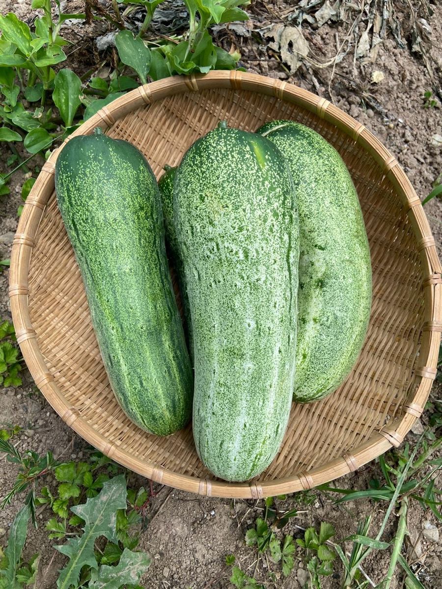 竹籠に並べた、収穫した緑色のウリ