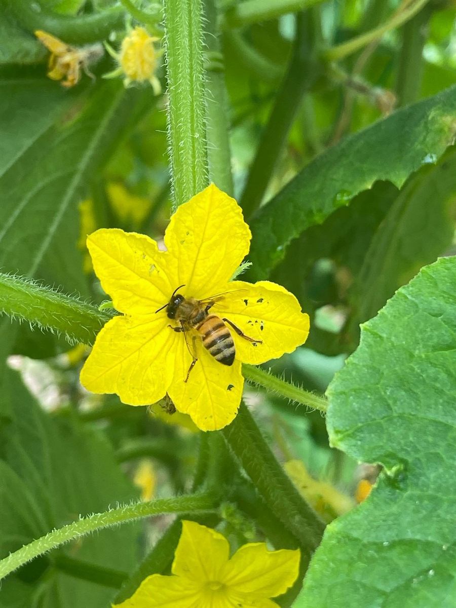 畑に咲く黄色い花と、花を訪れるハチ